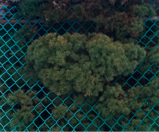 Oscar Palacio, Shrubs © 2001